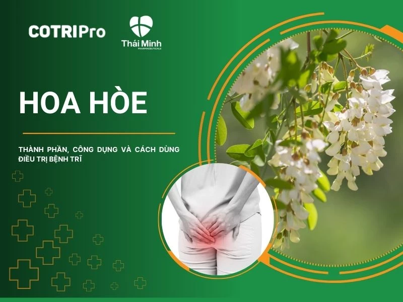 Hoa Hòe - Thảo dược giảm sưng viêm, lưu thông máu hiệu quả