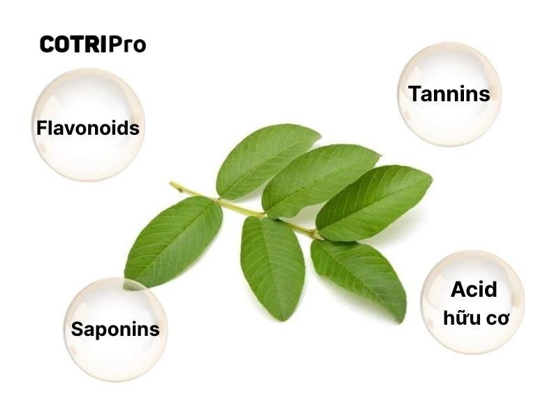 4 hoạt chất trong lá ổi giúp trị bệnh trĩ