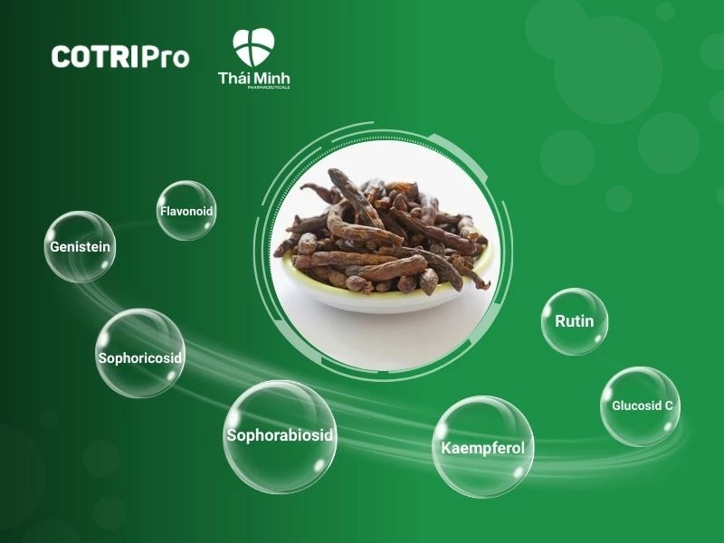 7 hoạt chất trong vỏ hoa hòe