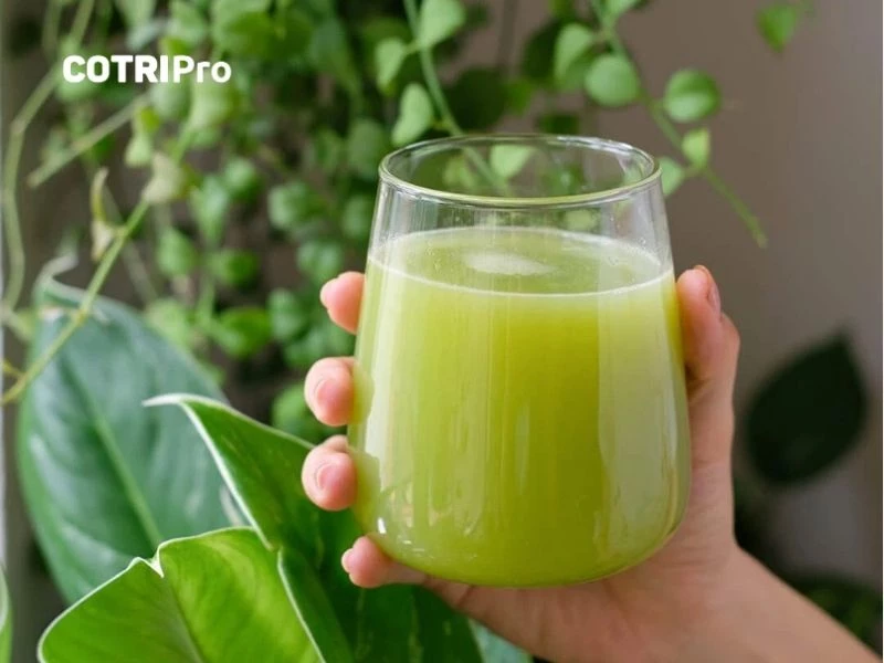 Nước ép lá ổi giúp cải thiện tiêu hóa