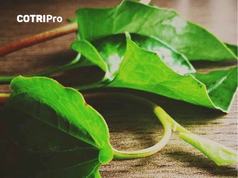 Sử dụng rau diếp cá hỗ trợ trị trĩ