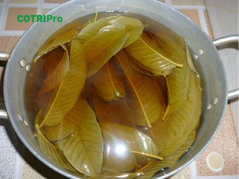 Rửa hậu môn bằng nước lá ổi