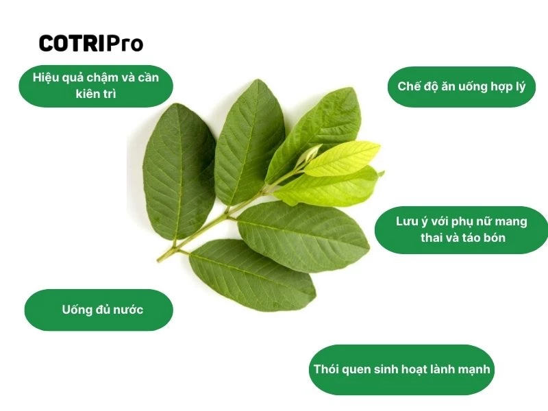 Sử dụng lá bưởi đúng cách không gây tác dụng phụ