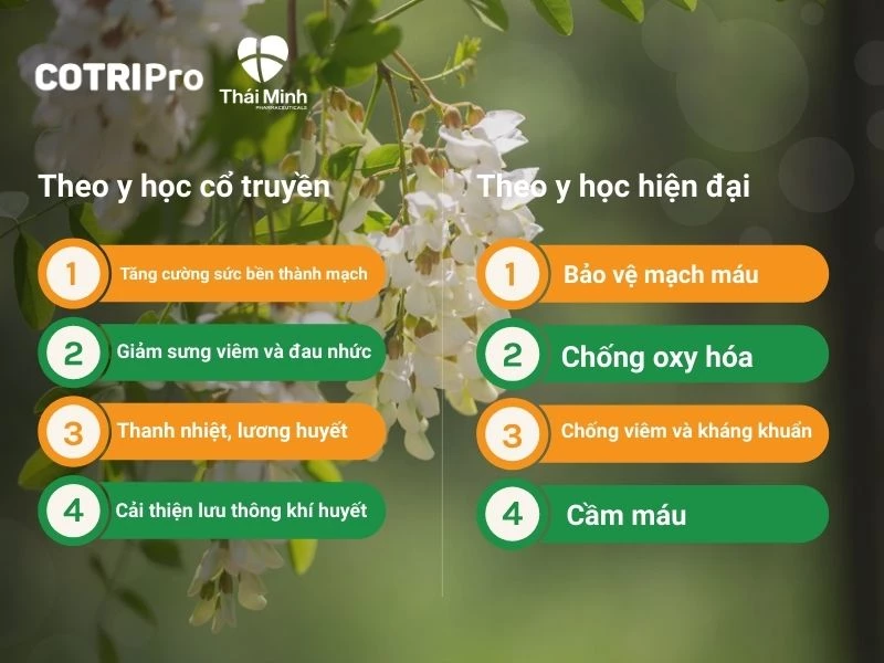 4 Tác dụng của hoa hòe theo y học cổ truyền và hiện đại để trị trĩ.