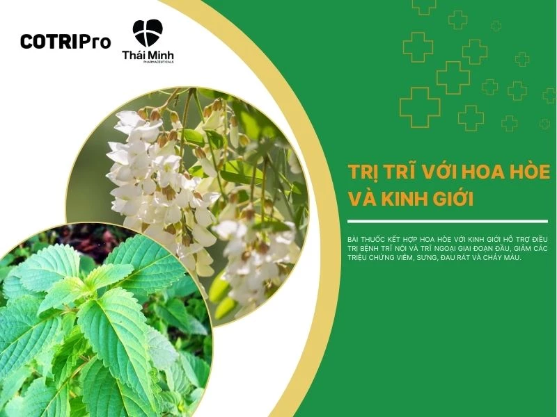 Uống hoa hòe kết hợp kinh giới trị trĩ