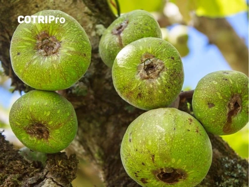 Quả sung hỗ trợ trị trĩ hiệu quả