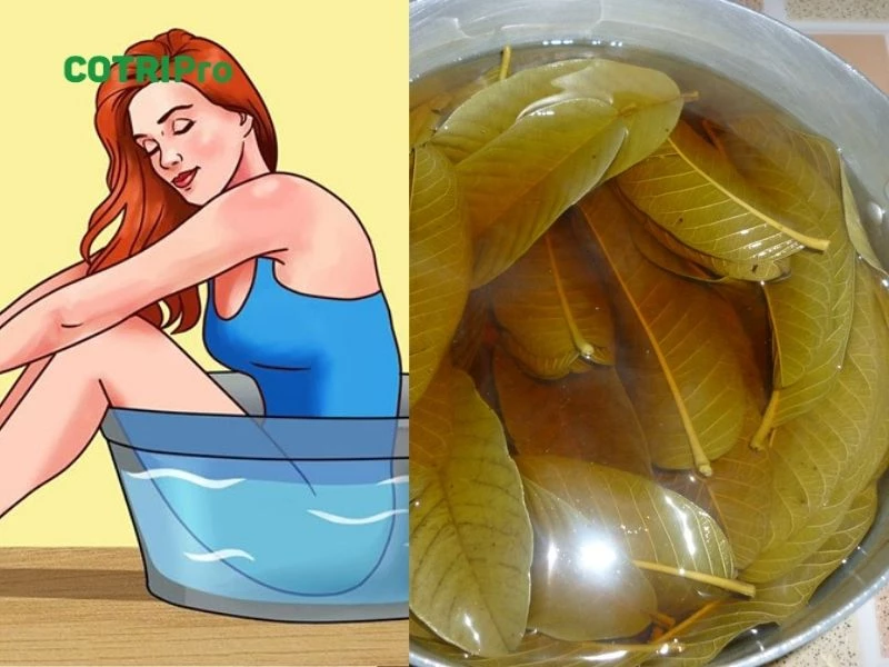 Xông hậu môn bằng lá ổi điều trị trĩ