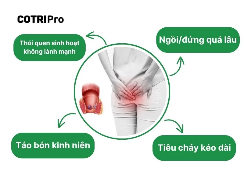 Nguyên nhân phổ biến bệnh trĩ nội