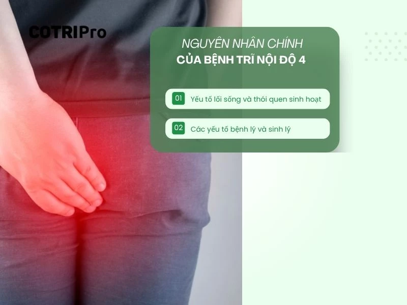 Nguyên nhân bệnh trĩ độ 4