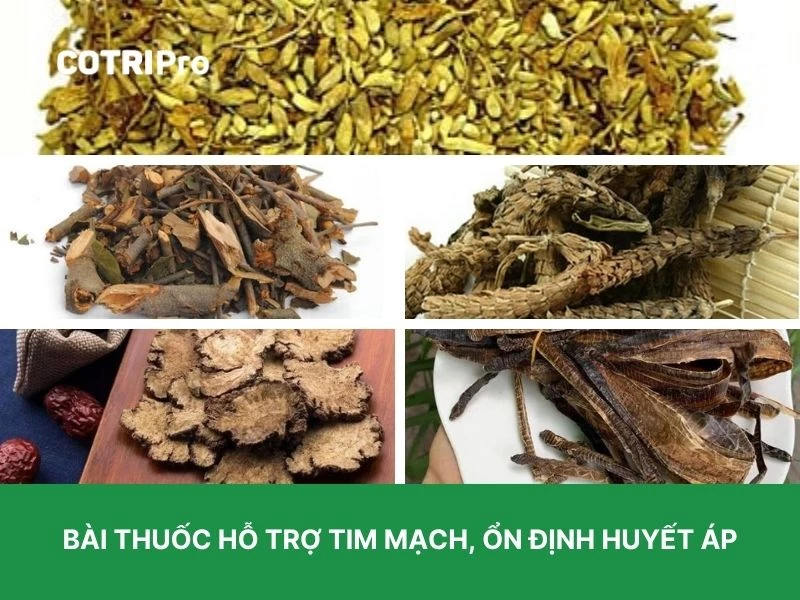 Hoa hòe giúp ổn định huyết áp