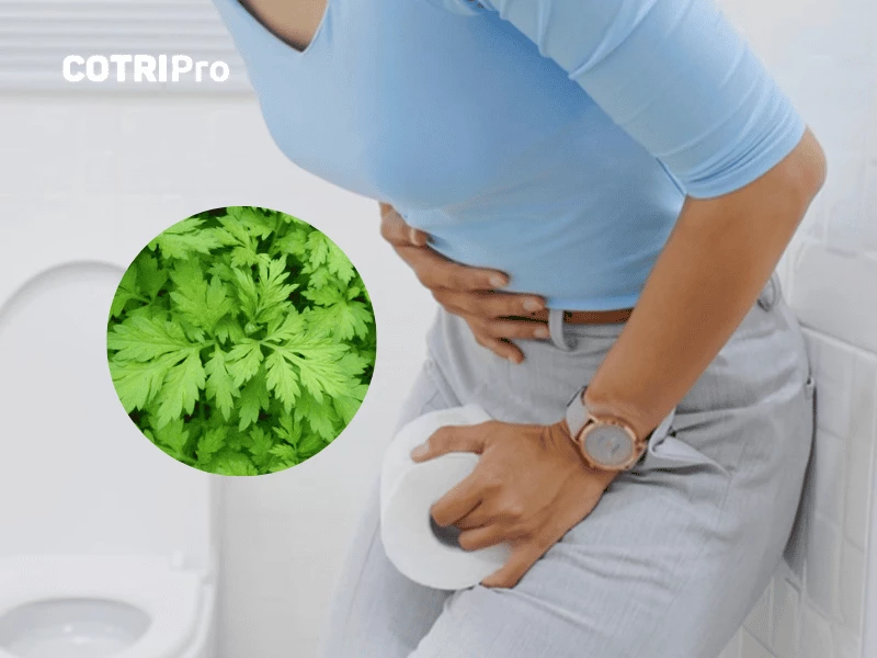 Ngải cứu trị tiêu chảy, tiêu hóa