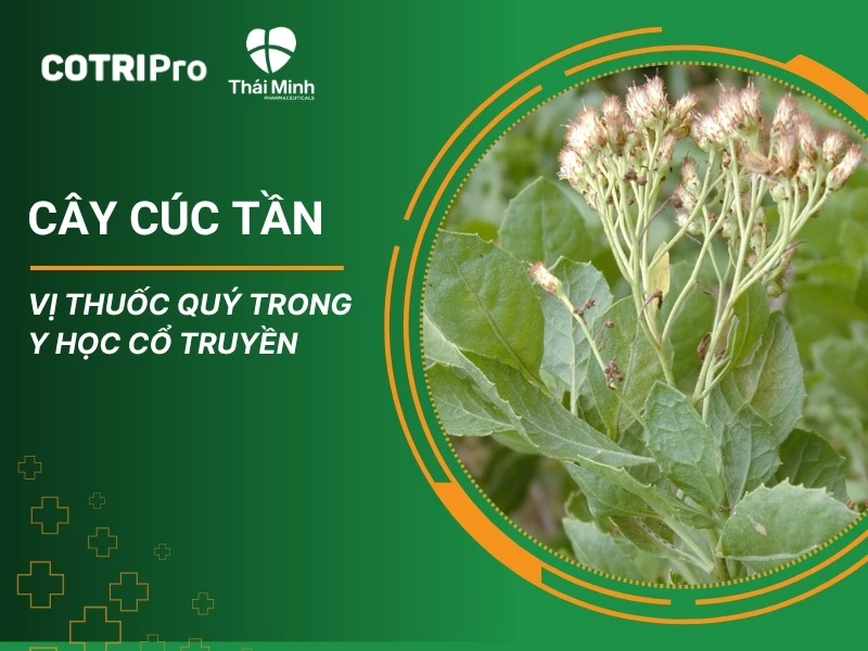 Cây Cúc Tần – Vị Thuốc Quý Trong Y Học Cổ Truyền