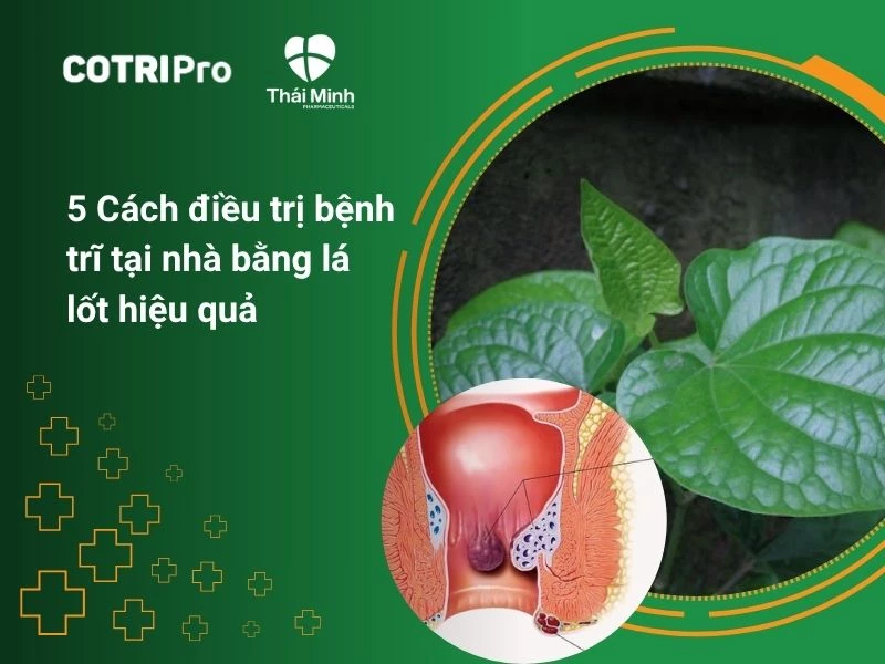 5 cách điều trị bệnh trĩ tại nhà bằng lá lốt hiệu quả