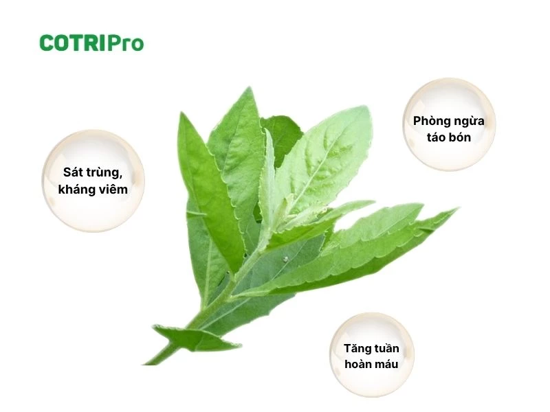 Cúc tần hỗ trợ điều trị bệnh trĩ