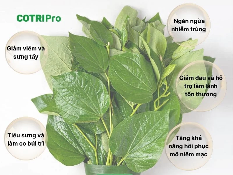 Điều trị trĩ với lá lốt