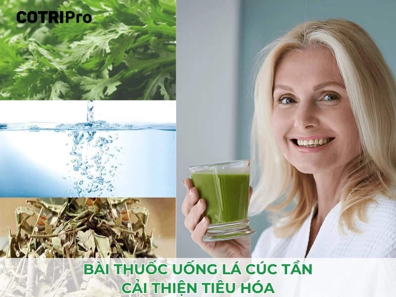 cây cúc tần cải thiện hỗ trợ hệ tiêu hoá
