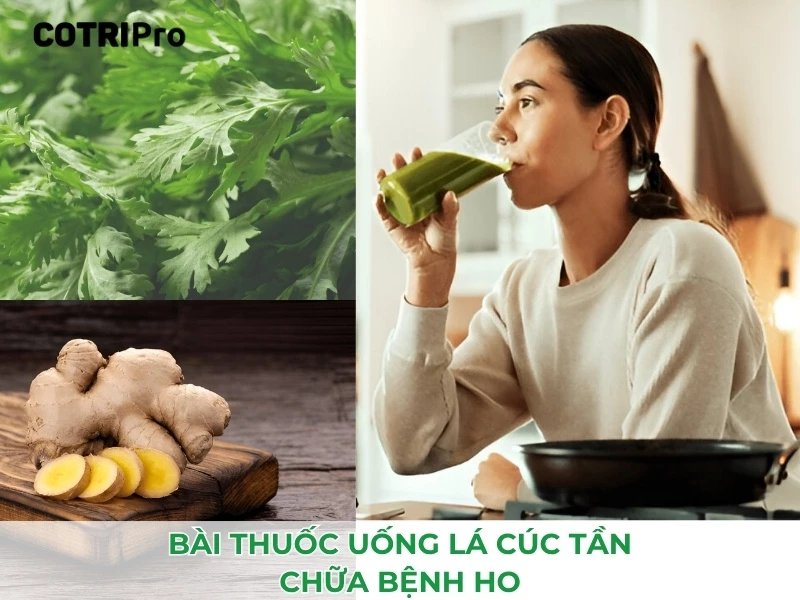 cúc tần chữa ho 