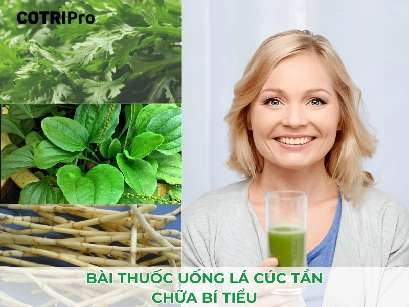 bài thuốc chữa bí tiểu từ cúc tần