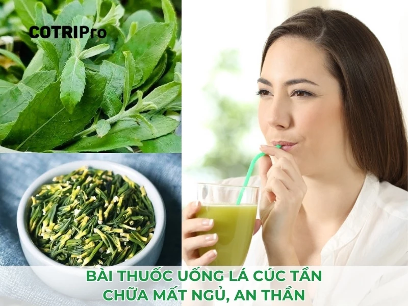 uống nước lá cúc tần trị mất ngủ