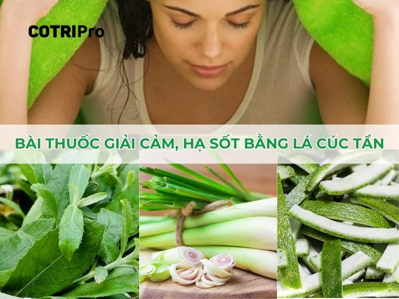 lá cúc tần giúp giải cảm, sốt