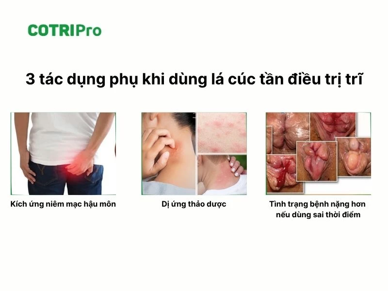 Tác dụng phụ cúc tần trị trĩ