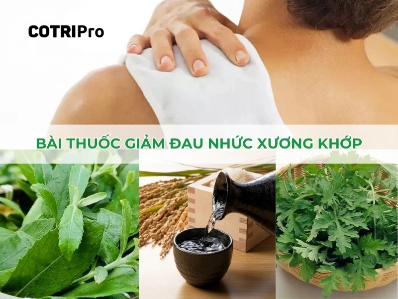 lá cúc tần giúp giảm đau nhức xương khơp