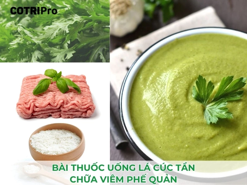 cúc tần chữa viêm phế quản