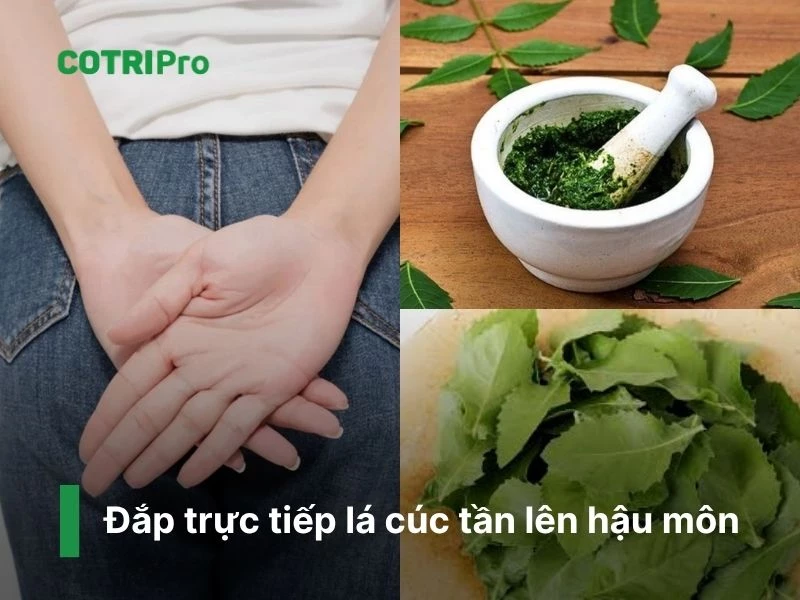 Cúc tần có tính kháng viêm, tiêu độc