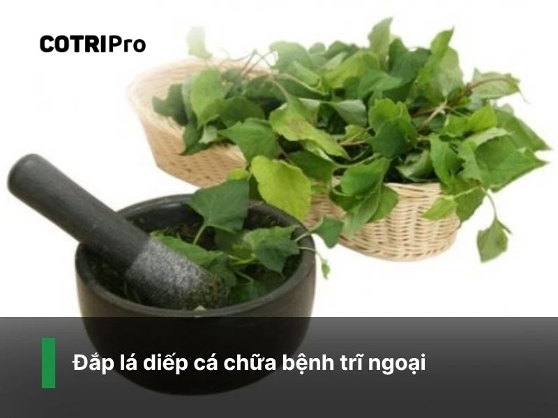 Diếp cá giúp giảm sưng tấy ngừa trĩ