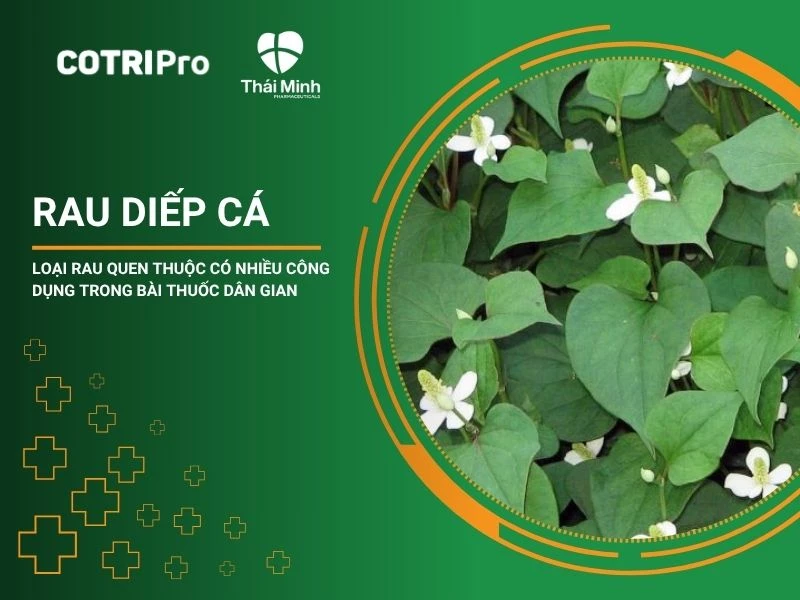Diếp cá - Loại Rau Quen Thuộc Có Nhiều Công Dụng Trong Bài Thuốc Dân Gian