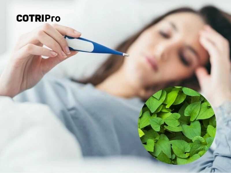Trị sốt nhẹ với diếp cá