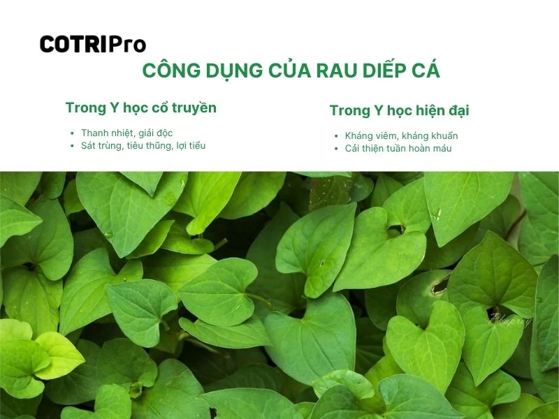 Rau diếp cá với sức khỏe