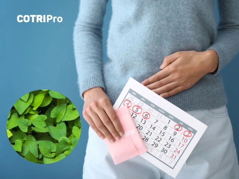 Diếp cá trị điều hòa kinh nguyệt
