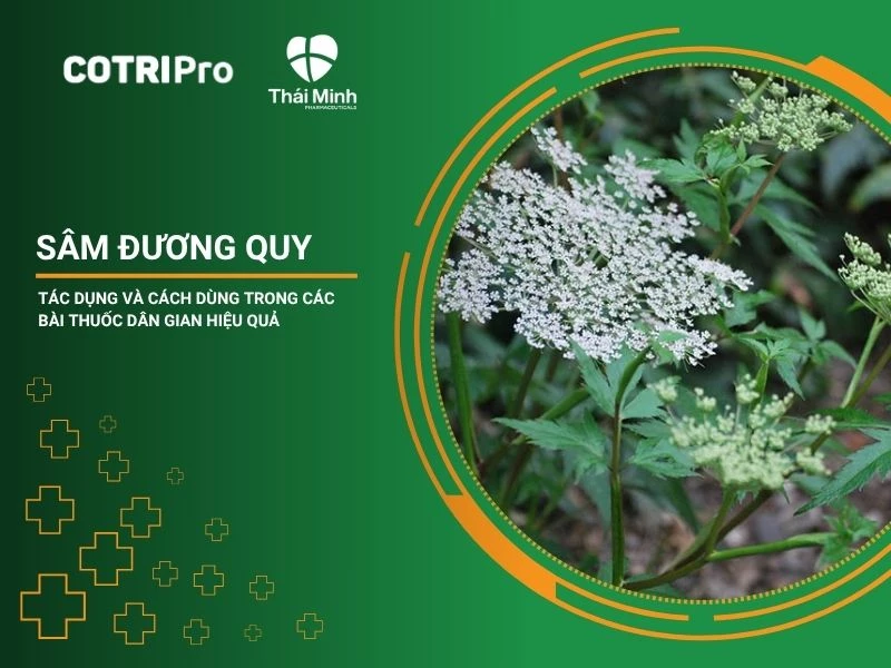 Sâm đương quy - Tác dụng và cách dùng trong các bài thuốc dân gian hiệu quả