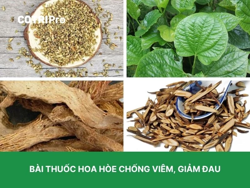  Hoa hòe giảm đau xương khớp