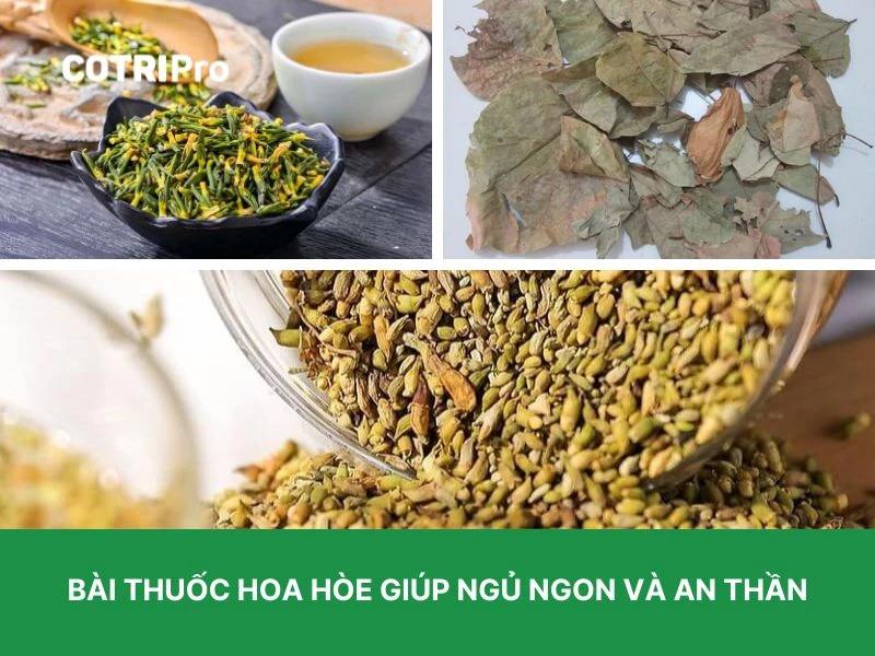 Hoa hòe cải thiện giấc ngủ