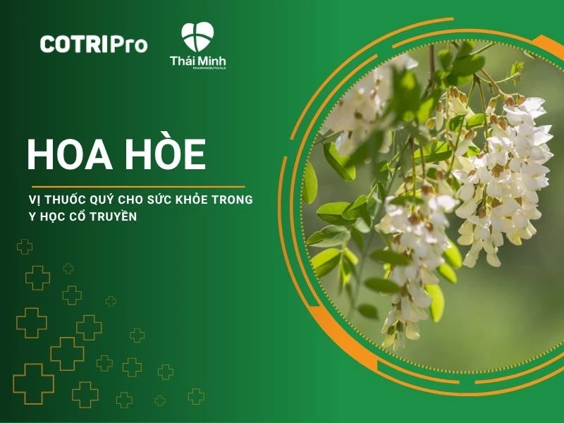 Hoa hòe - Vị thuốc quý cho sức khoẻ trong y học cổ truyền