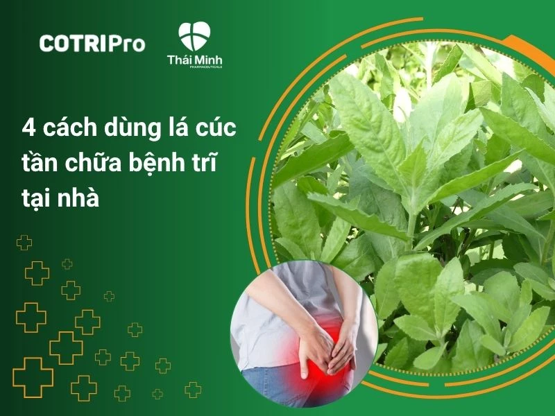 4 cách dùng lá cúc tần chữa bệnh trĩ tại nhà