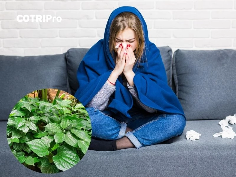 Giải cảm với lá lốt