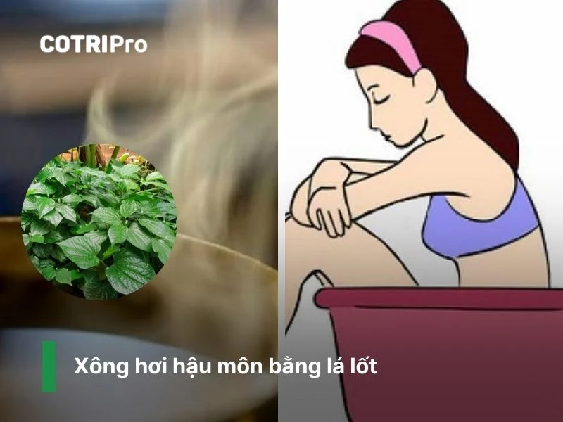 Giảm đau búi trĩ bằng lá lốt