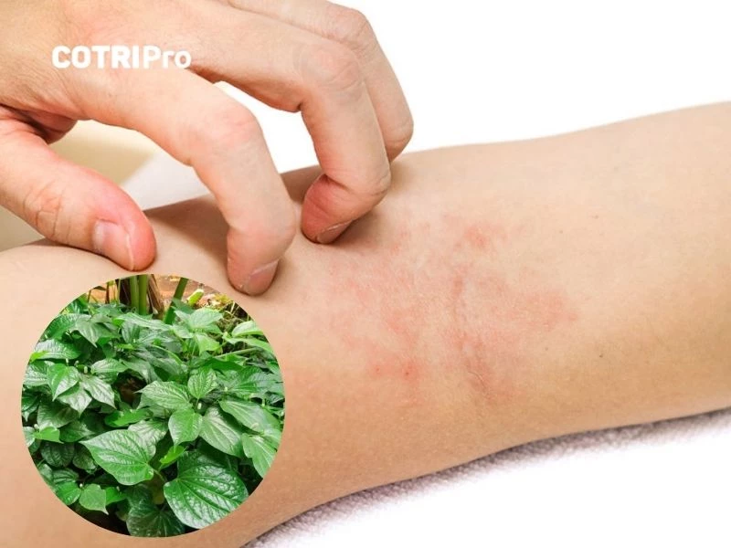 Trị viêm ngoài ra với lá lốt