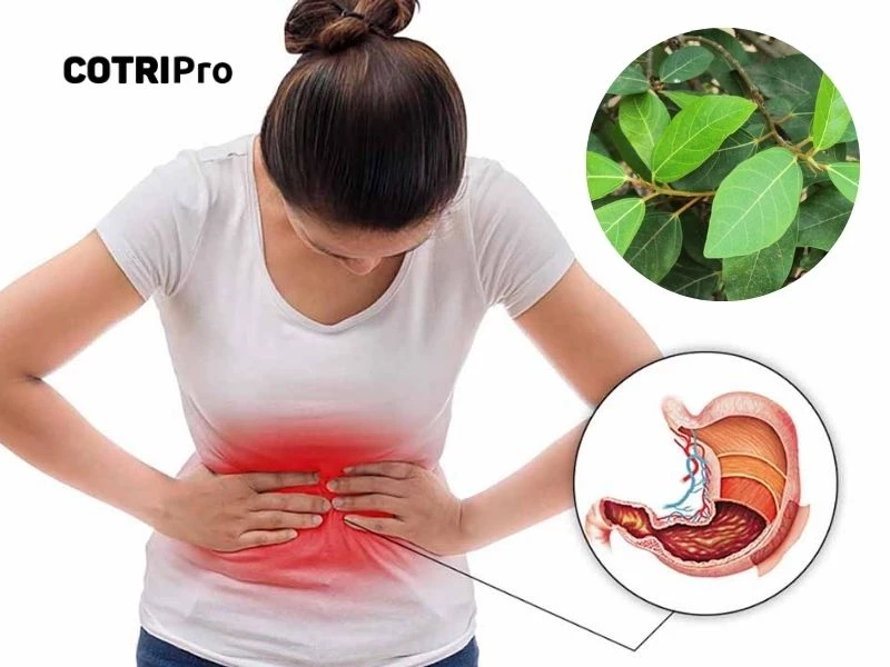 Bài thuốc chữa bệnh đau dạ dày