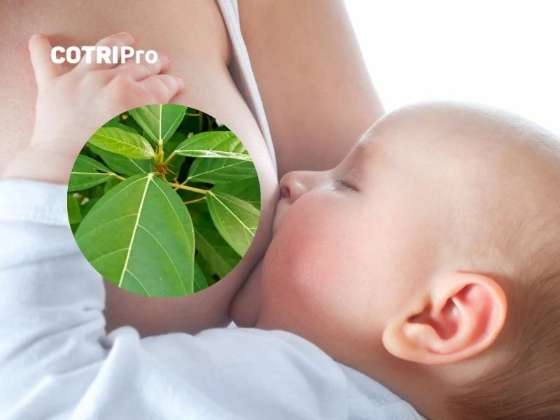 Bài thuốc trị mất sữa từ lá sung cho mẹ trẻ
