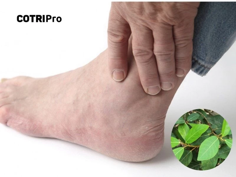 Bài thuốc lá sung hỗ trợ bong gân, sai khớp