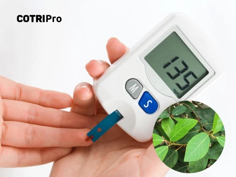 Bài thuốc hỗ trợ điều trị bệnh tiểu đường từ lá sung