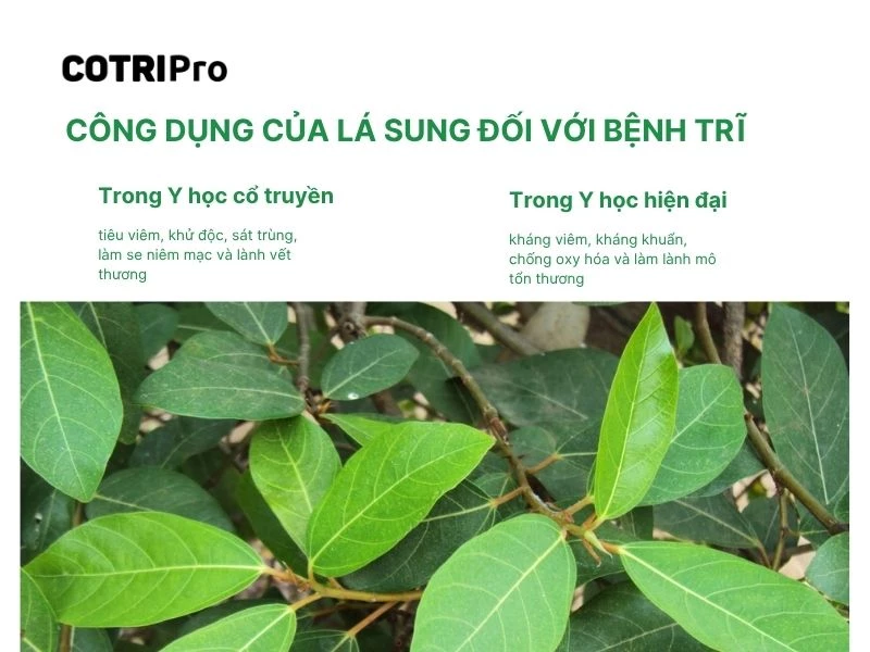 Lá sung trong trị bệnh trĩ
