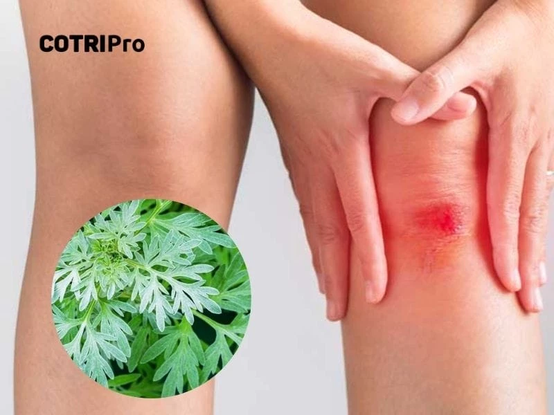 Ngải cứu giúp hỗ trợ lành vết thương