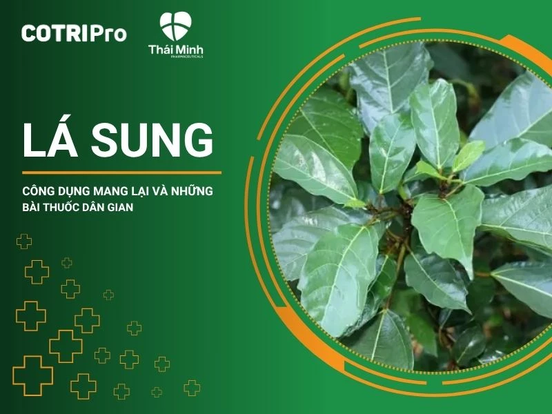Lá sung - Công dụng mang lại và những bài thuốc dân gian từ lá sung