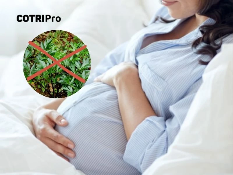 Đương quy có thể gây hại với phụ nữ có bầu