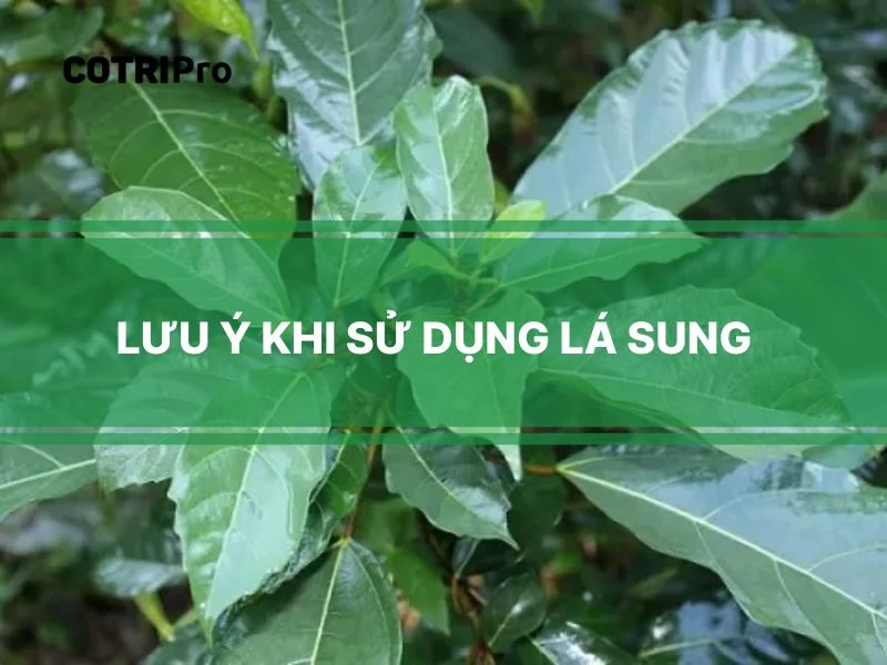 Lưu ý khi sử dụng lá sung điều trị bệnh